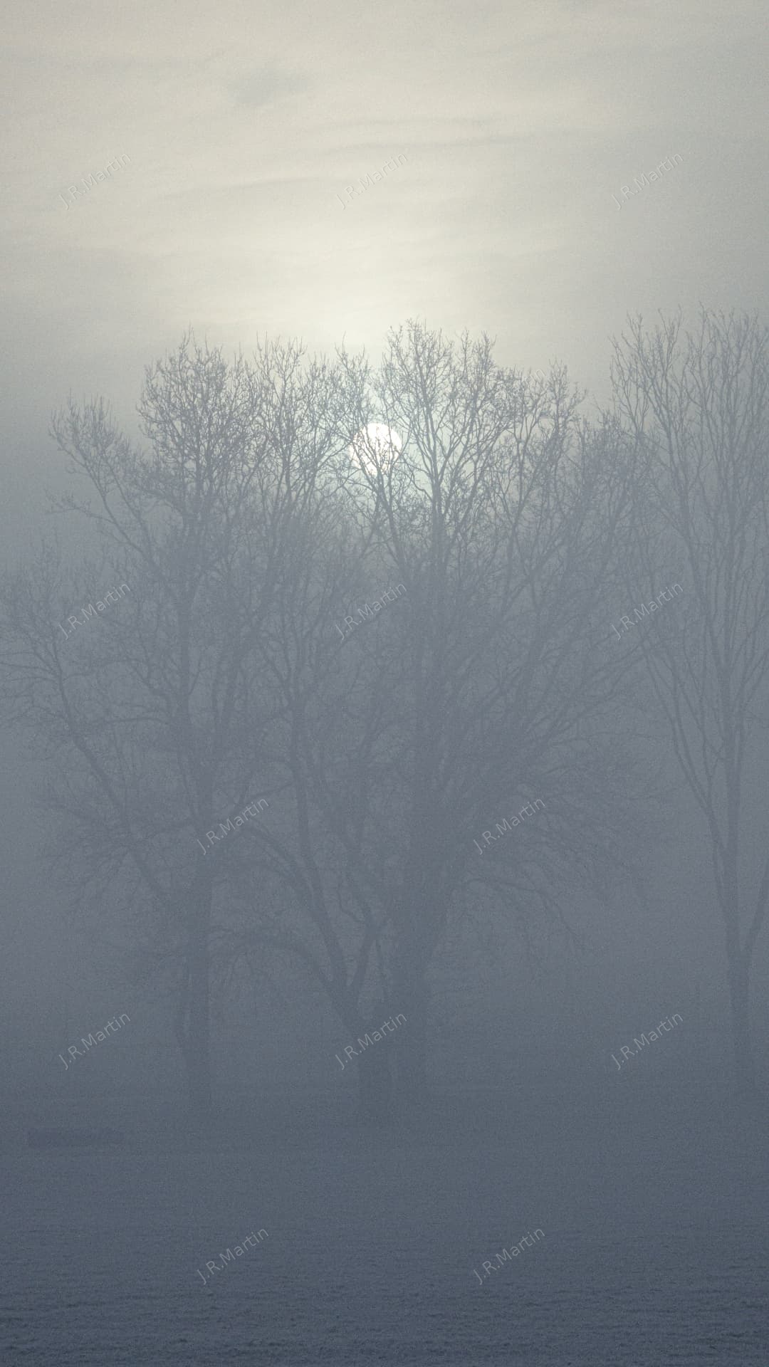 Misty trees in Hainault Country Park