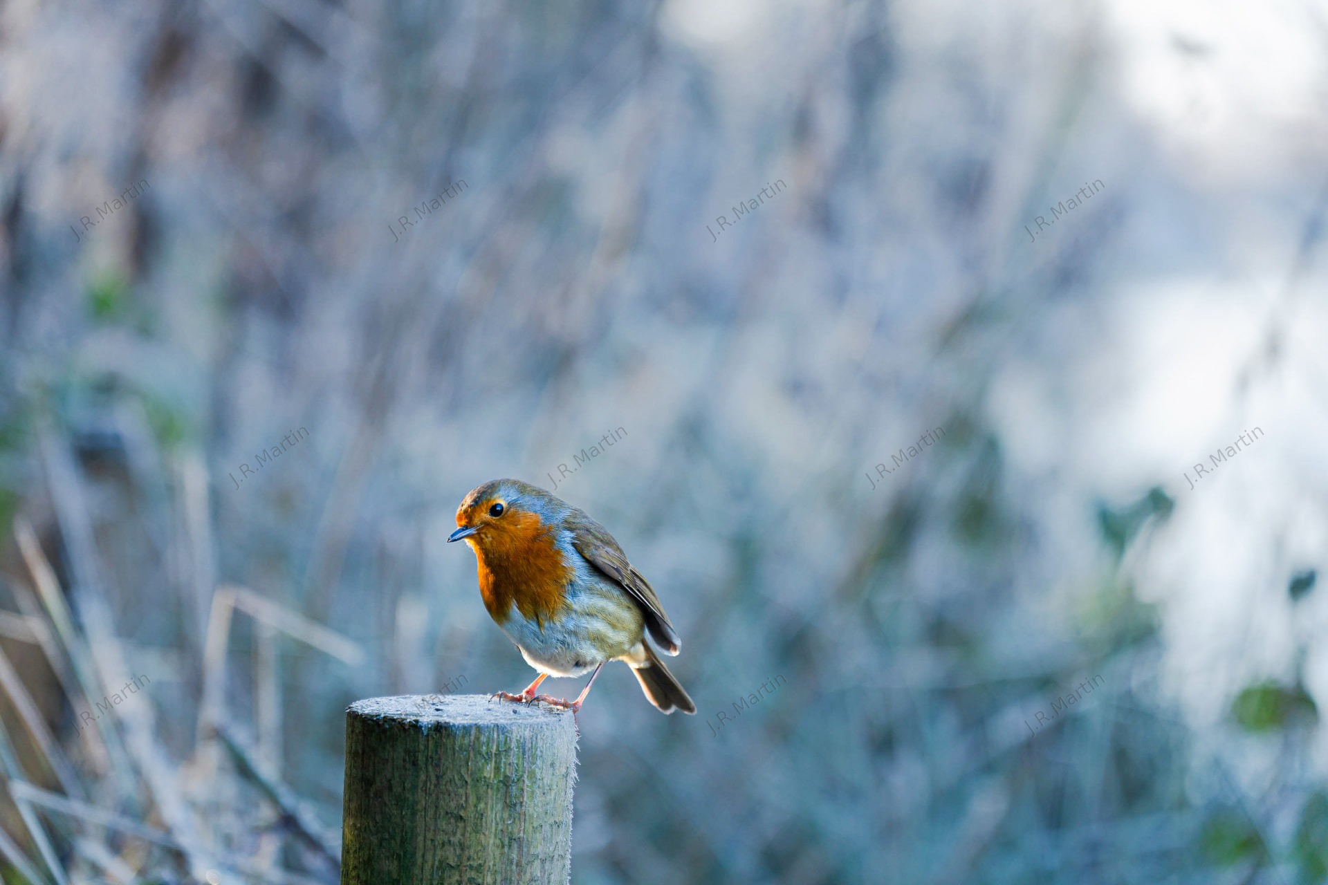 Robin perched in winter by the River Itchen