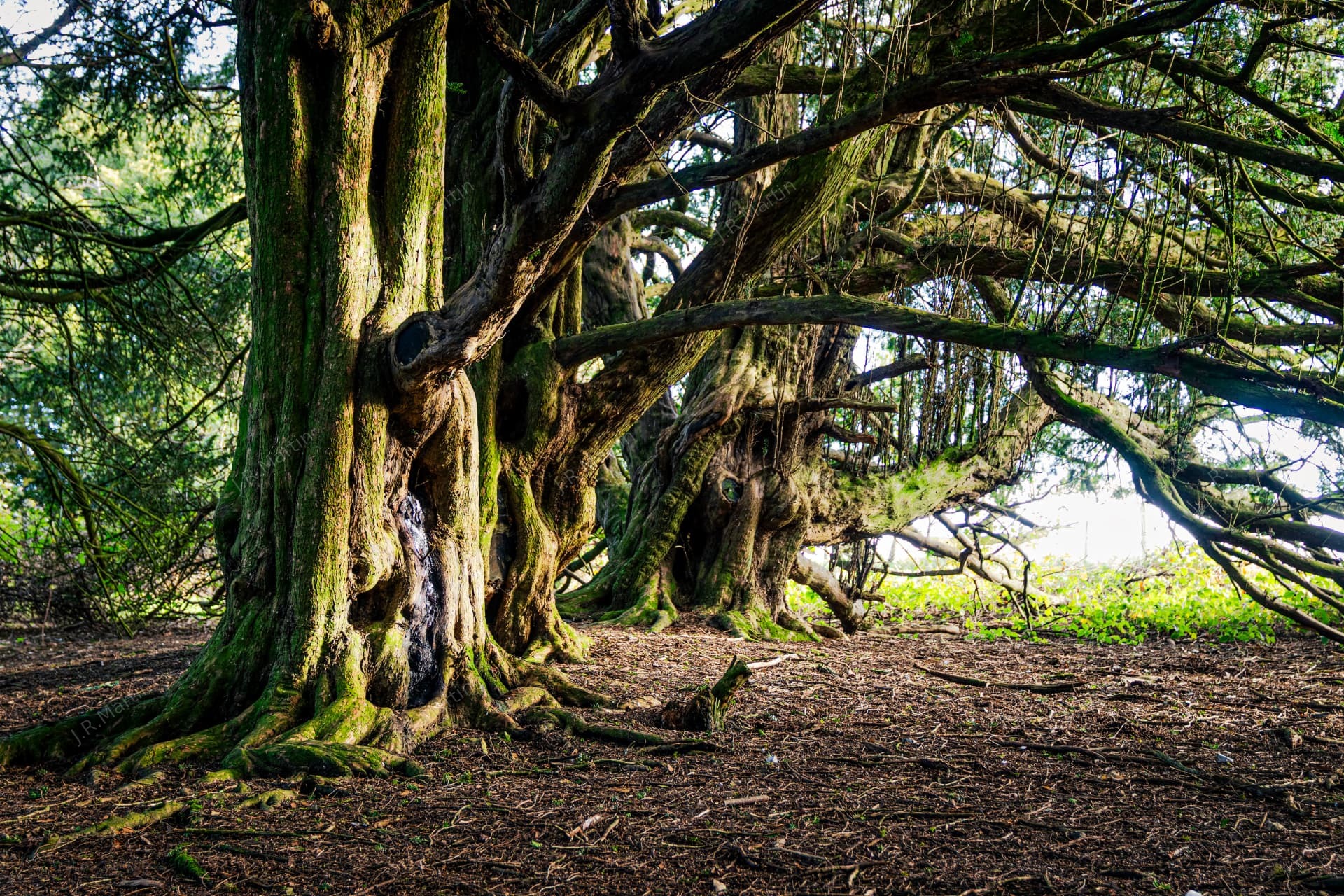 Ancient yew trees on Old Winchester Hill, Hampshire
