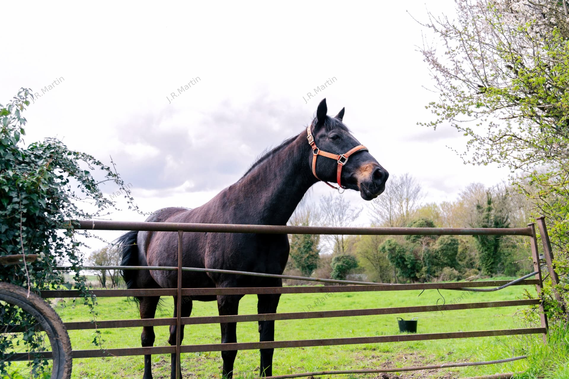 Horse in a field in Widford, Hertfordshire